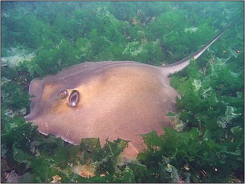 Common stingray